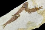 Three Small Fossil Fish (Knightia)- Wyoming #106952-1